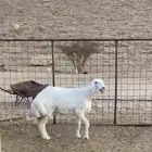 رخل حرية مغلق فل شحم