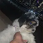 للبيع جرو شيتزو بعمر شهرين