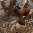 دجاجتين وديك