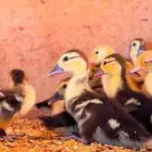 فروخ بح و بيض بح