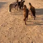6طليان سواكني