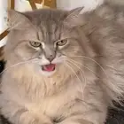 قطه صائعة القنفذة