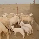 ضان مقاني