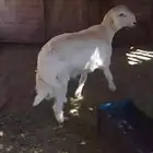 طلي فل شحم جبر ونضيف