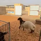 رخل نعيميه طيبه كفوو ظهرها فل تميمه مشروطه من كل شيء