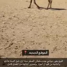 للبيع بعير دبياني منتج.
