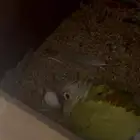 زوج كنيور أمريكان دايلوت تحته بيضتين