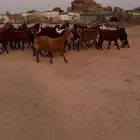 للبيع ماعز قبرصي صنف