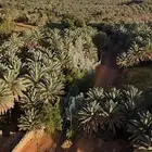 نخل للايجار منتج برني فاخر و حلوه