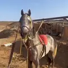 حصان شعبي