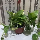 اشجار داخليه