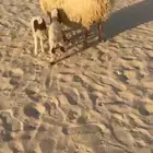 نعجه تحتها رخال ثنتين طيبه
