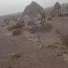 لقحه بداوة طيبه و لقحه على باتلي فاخر