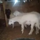 طليان تضحي