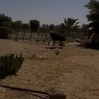 طائر كبير