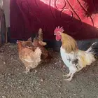 دجاج لوهمان براون
