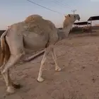 لقحه