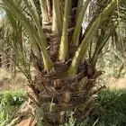 جثايث صقعي وفروخ صقعي احجام طيبه ونظيفه
