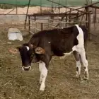 للبيع عجل