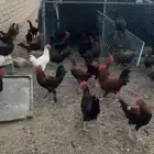 دجاج بلدي