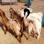 تيوس جذعان فل شحم