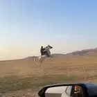 فرس من نوادر الشعبي