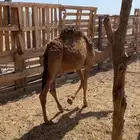 قعود بري
