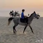 خيل شعبي