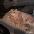 3 قطط تبني