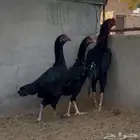 طقم شامو الماني مستوى تب