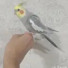 للبيع كروان اليف يتكلم تواصل