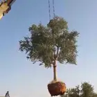 يوجد لدينا جميع انواع النخل