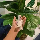 روز أليف ( تم البيع )