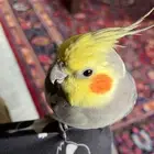 طيور كروان اليفه وتجيد بعض النغمات