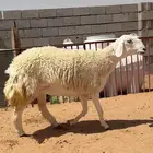 رخل حريه خصم صنف الصنف حرشاء (( تمم البيعع ))