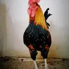 ديك بلدي فري