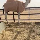 للبيع قعود
