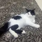 قطه شيرازي للتبني
