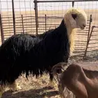 خروف نجدي فحل