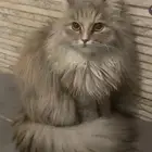 قطه للتبني
