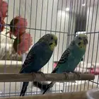 عصافير بادجي