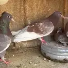 جوز صنعاوي للبيع