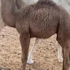 للبيع قعود