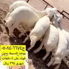 للبيع ذبايح حري