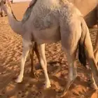 قعود كفو فل تحت امه مغلق للبيع