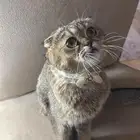 قطه للبيع سكوتش انثى واليفه وتطالب تزاوج