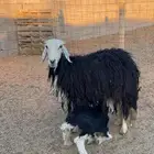 نجدية حدره خروف