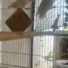 جوز روز البينو منتج