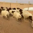 نعيم بلديه بريه ذبح او مقنوي