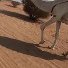 لقحه كفو وضرايب مجاهيم